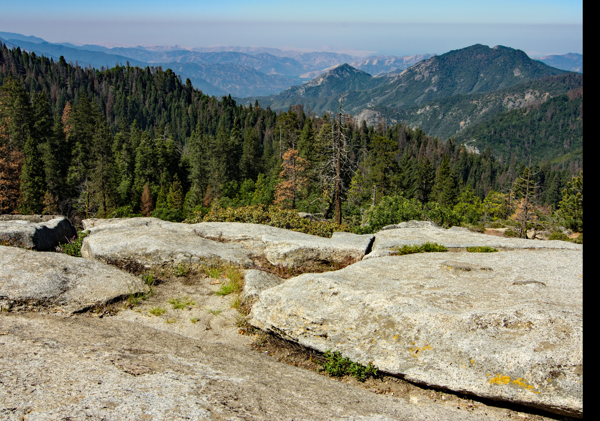 Tapeta sequoia__beetle_rock