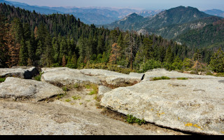 Tapeta sequoia__beetle_rock