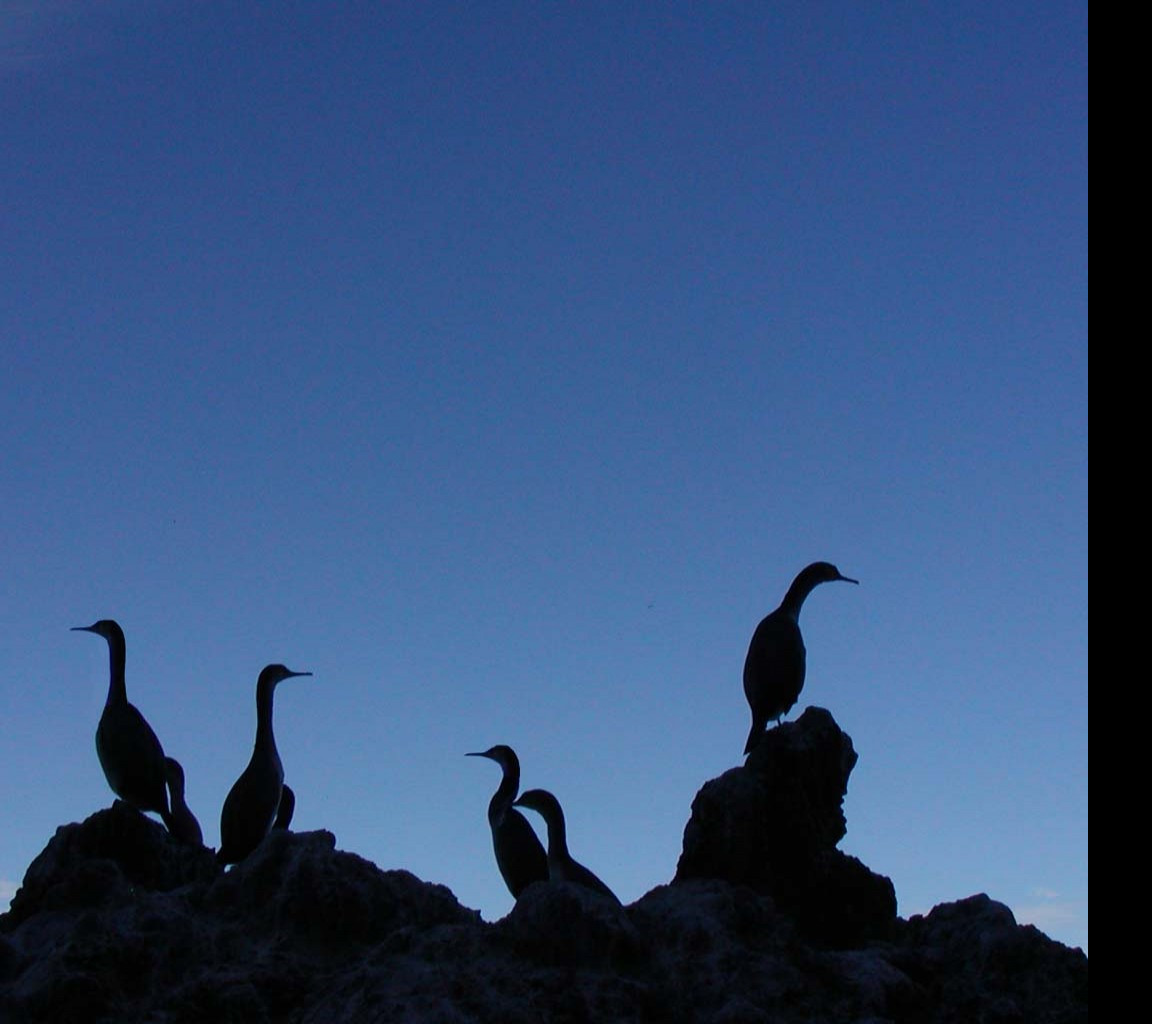 Tapeta silhouette
