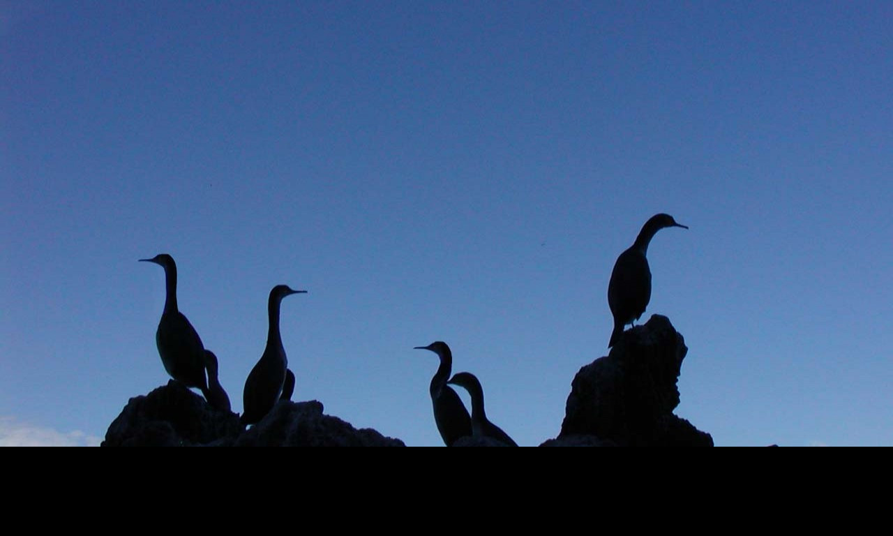 Tapeta silhouette