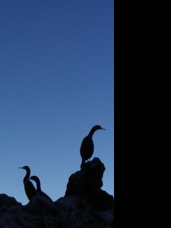 Tapeta silhouette