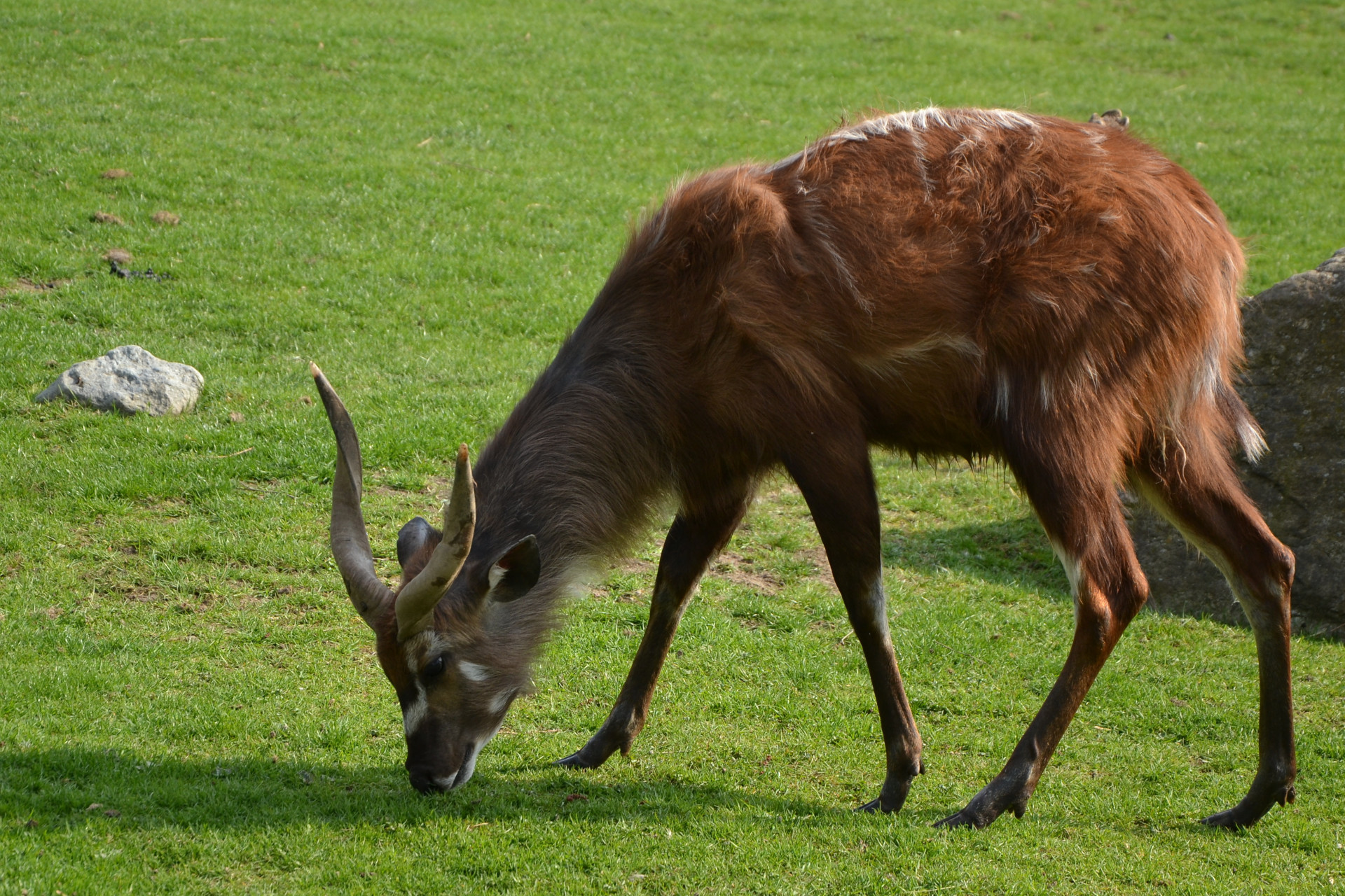 Tapeta sitatunga