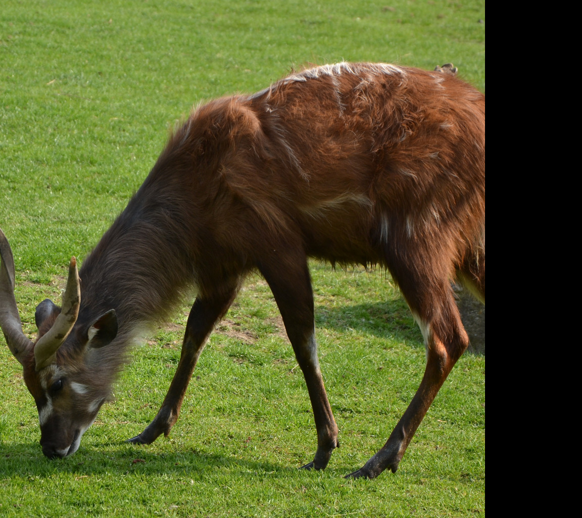 Tapeta sitatunga