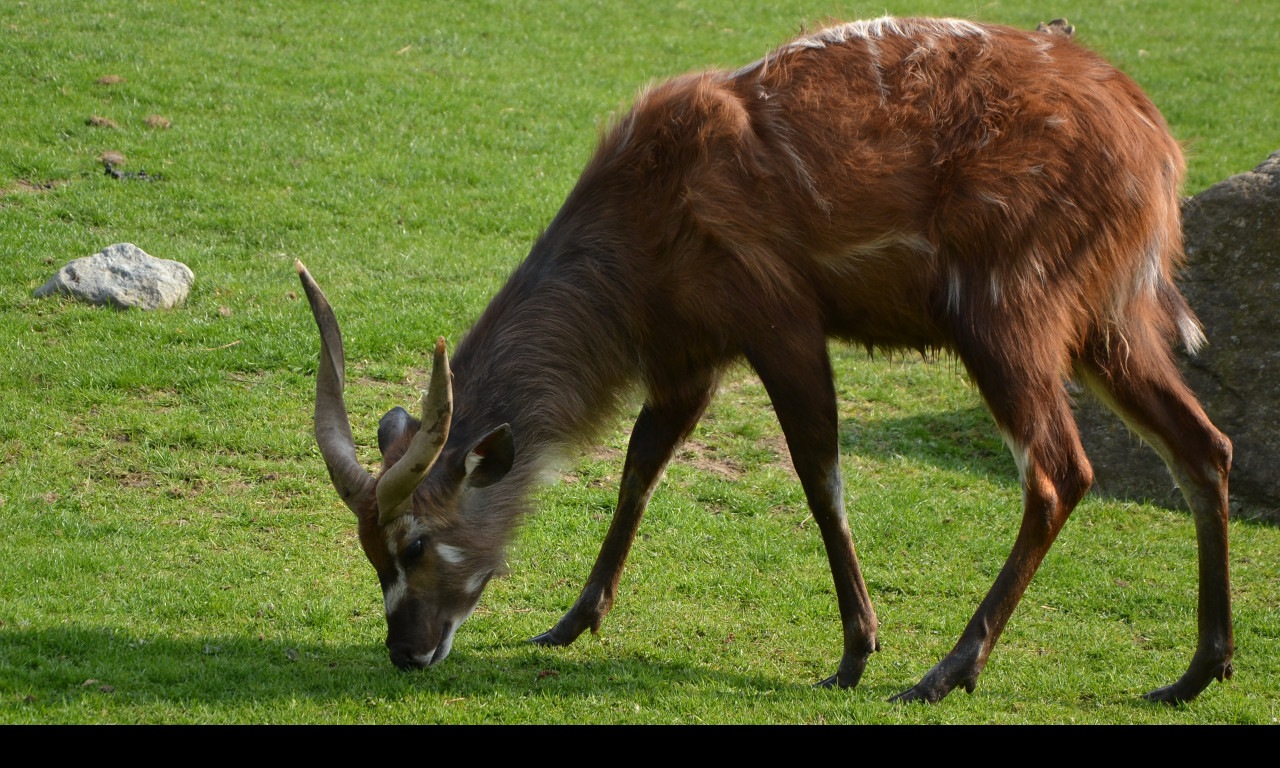 Tapeta sitatunga