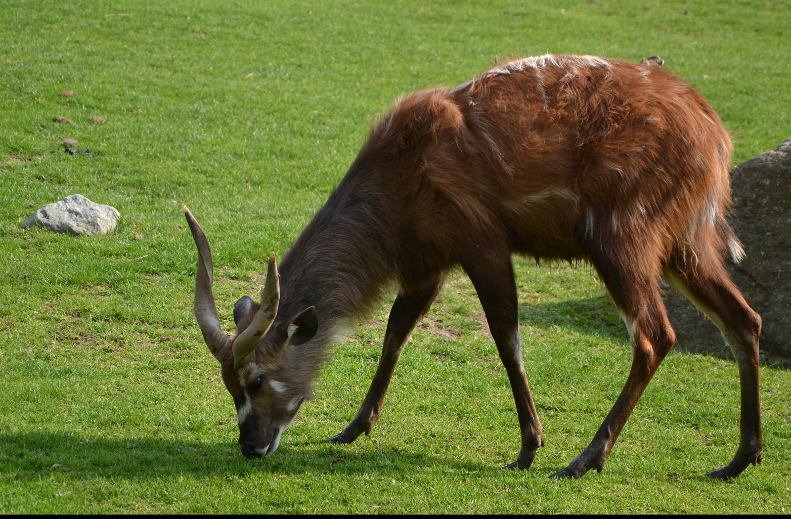 Tapeta sitatunga