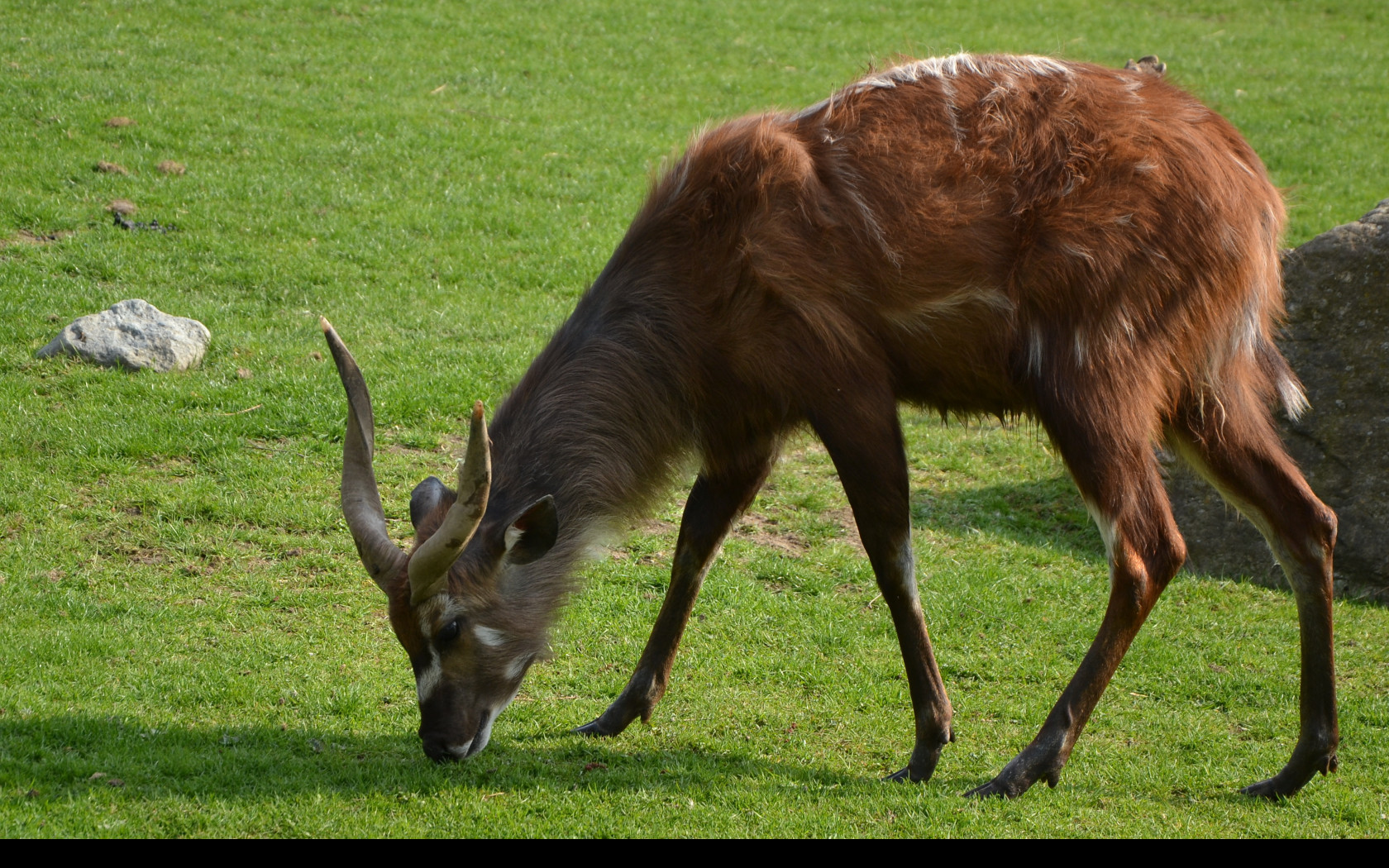 Tapeta sitatunga