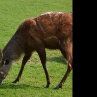 Tapeta sitatunga