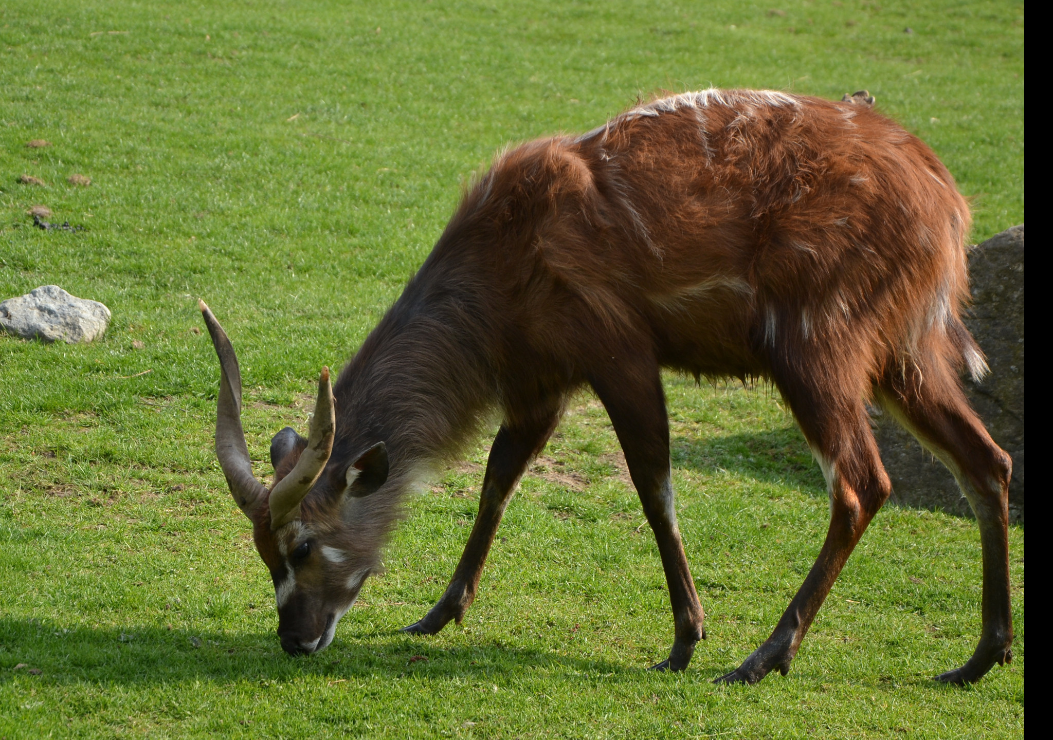 Tapeta sitatunga