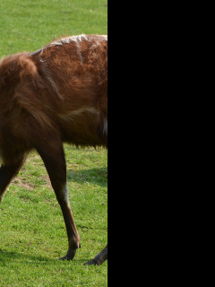 Tapeta sitatunga