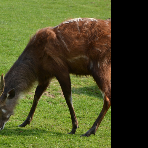 Tapeta sitatunga