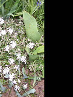 Tapeta skalnicka_6