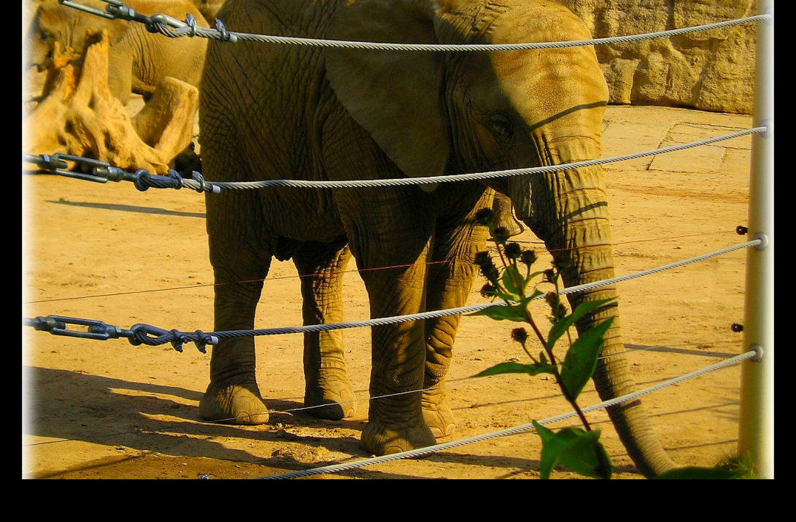 Tapeta slon__zoo_lesna