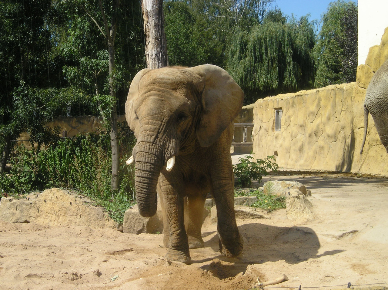 Tapeta slon_zoo