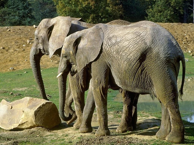 Tapeta slonicci