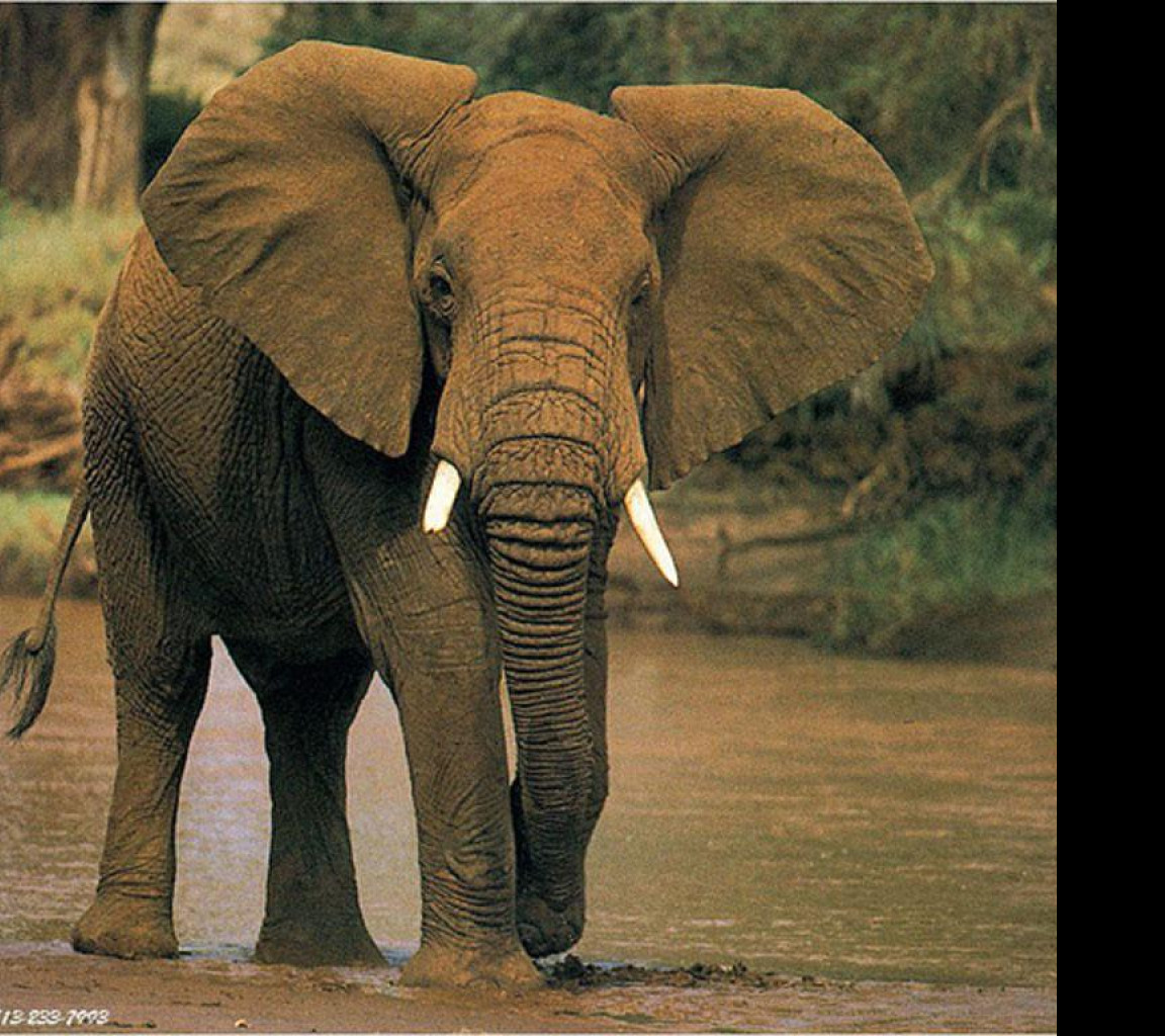Tapeta slonik