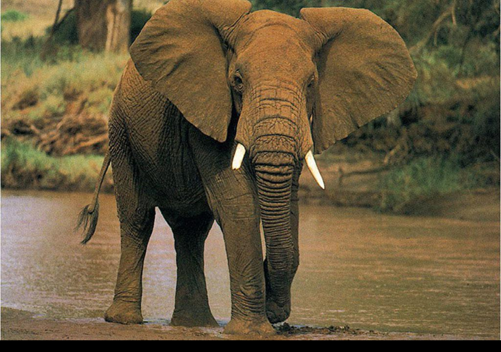 Tapeta slonik
