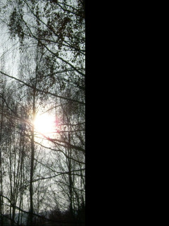 Tapeta slunce_vykukujici_za_stromy