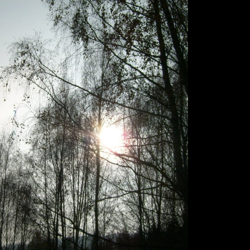 Tapeta slunce_vykukujici_za_stromy