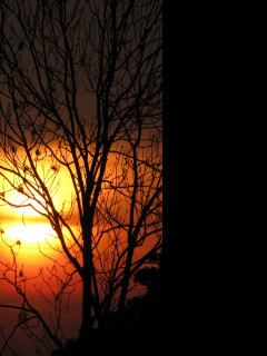 Tapeta slunce_za_stromy