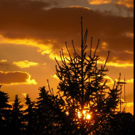 Tapeta smrk_a_sunce
