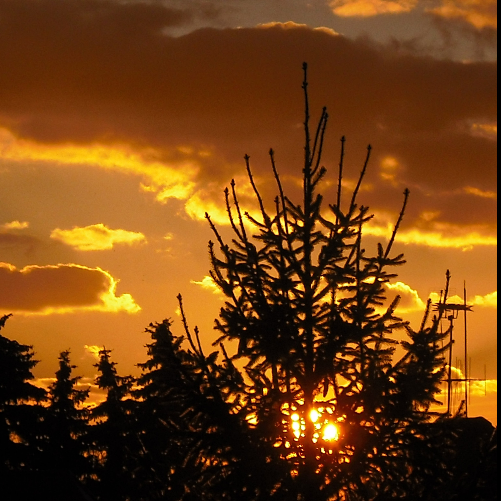 Tapeta smrk_a_sunce