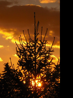 Tapeta smrk_a_sunce
