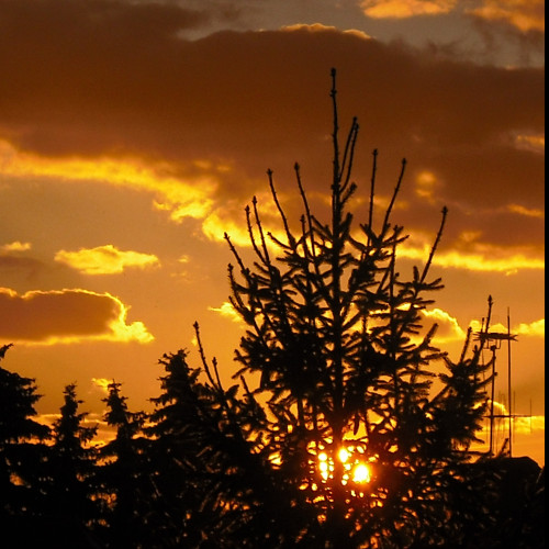 Tapeta smrk_a_sunce