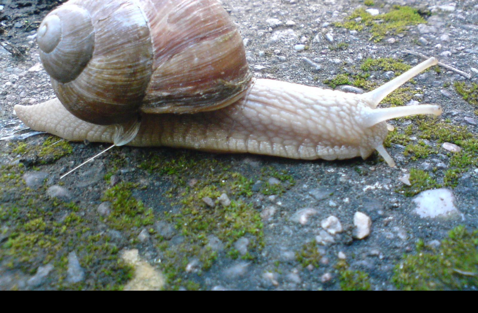 Tapeta snecek