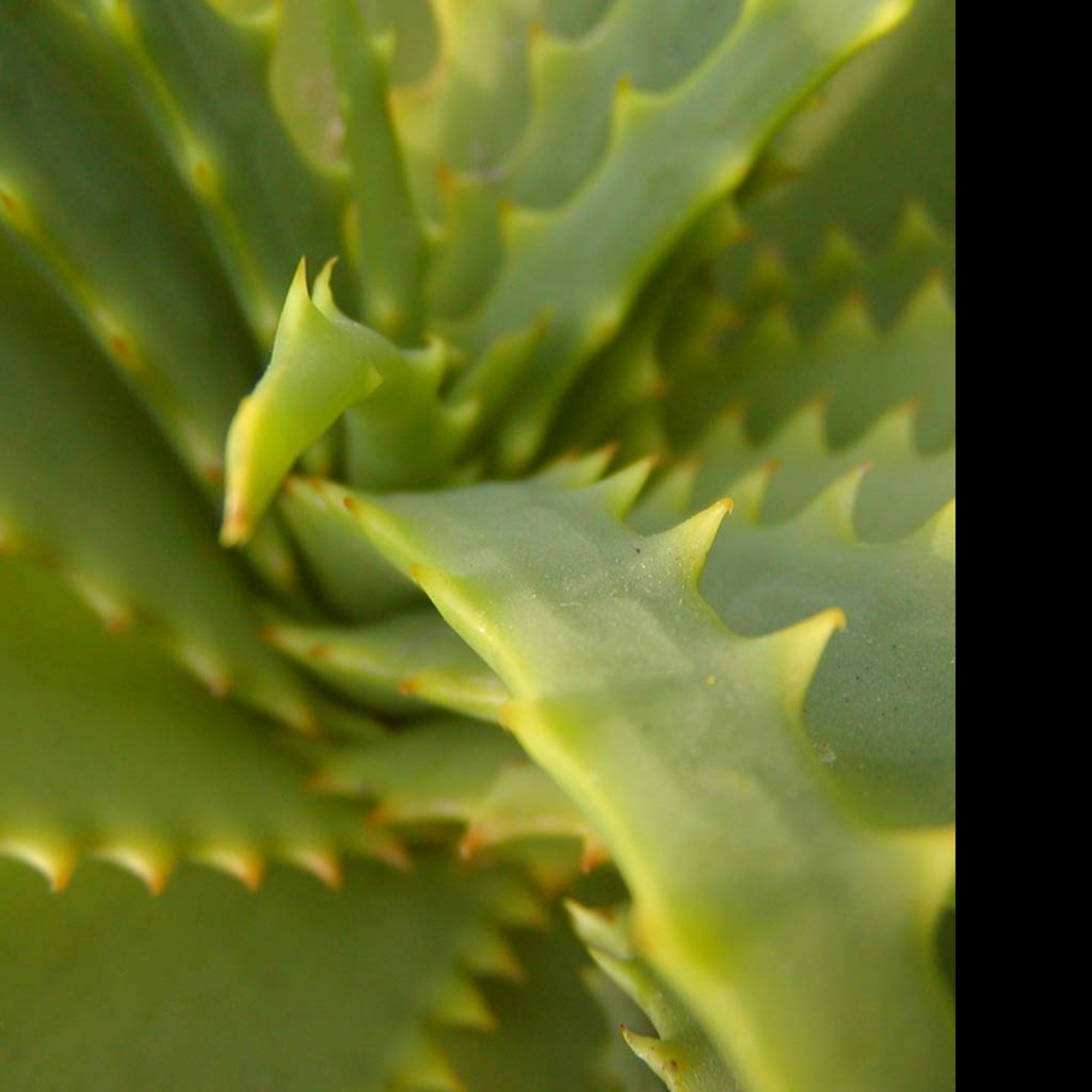 Tapeta spikes