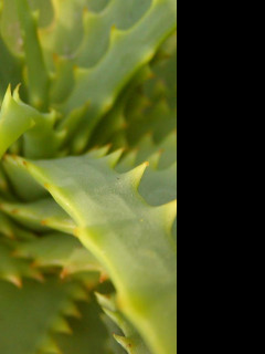 Tapeta spikes