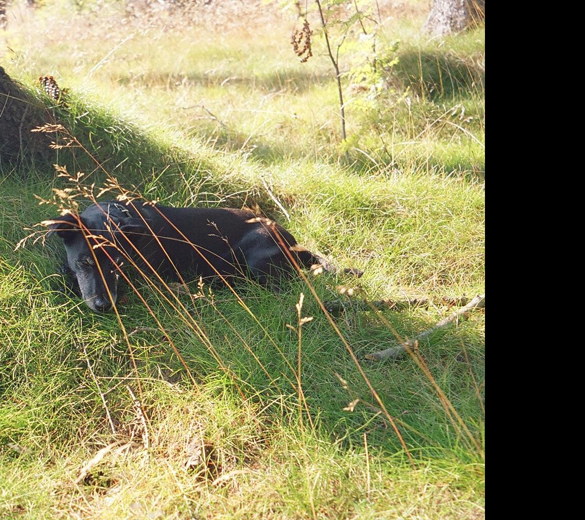 Tapeta spim_ve_stinu