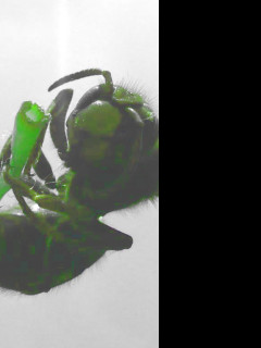 Tapeta srsen