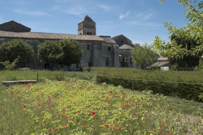Tapeta: St. Remy de Provence