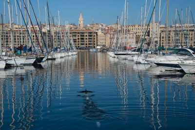 Tapeta: Star pstav, Marseille