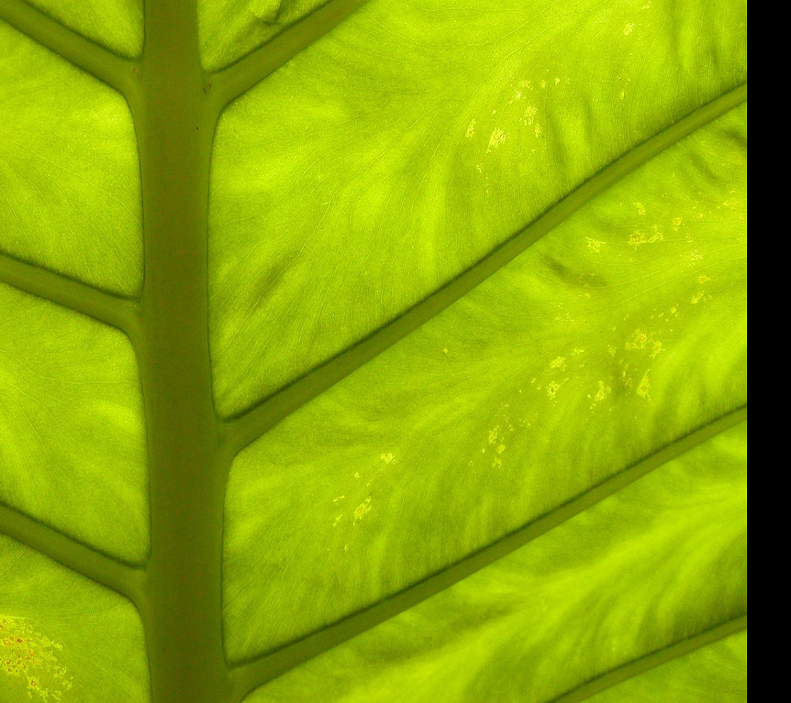 Tapeta stem