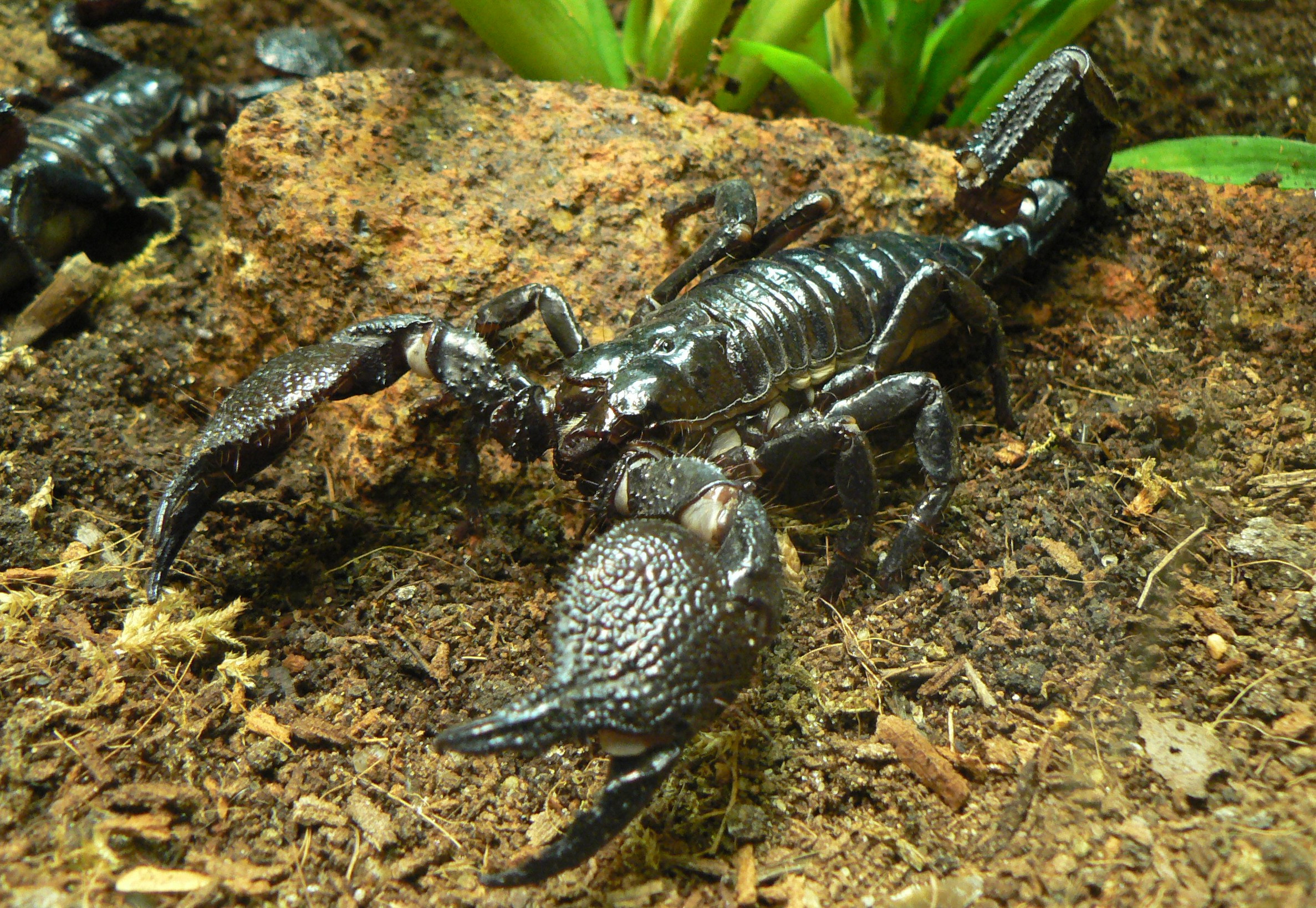 Animals scorpions