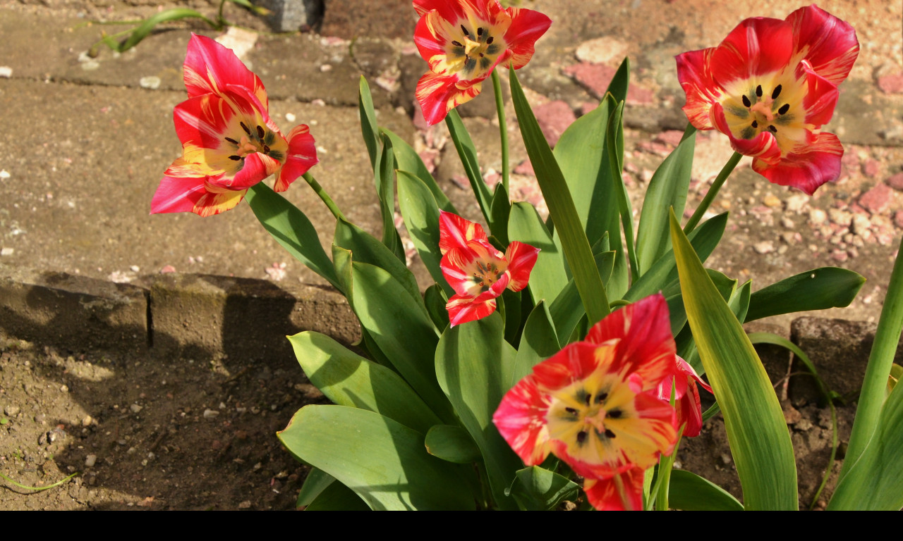 Tapeta strakate_tulipany