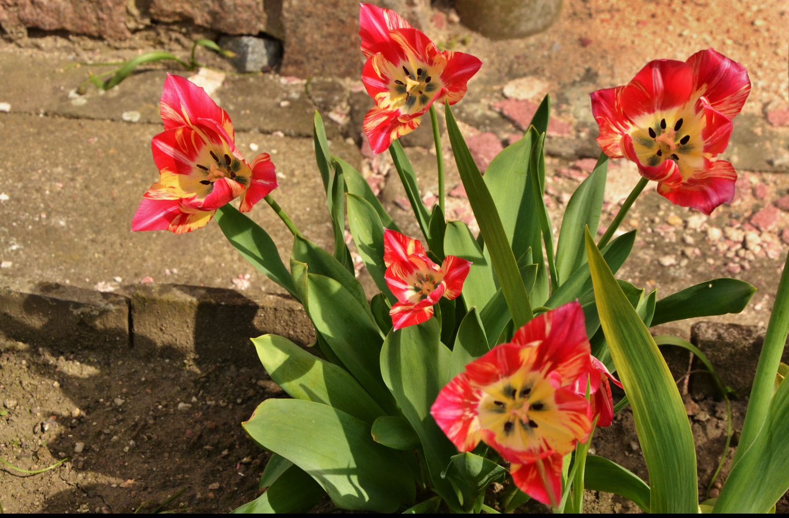 Tapeta strakate_tulipany