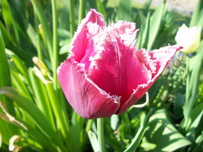 Tapeta: Střapatý tulipán