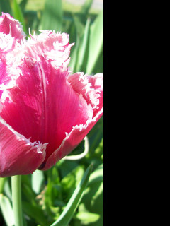 Tapeta strapaty_tulipan