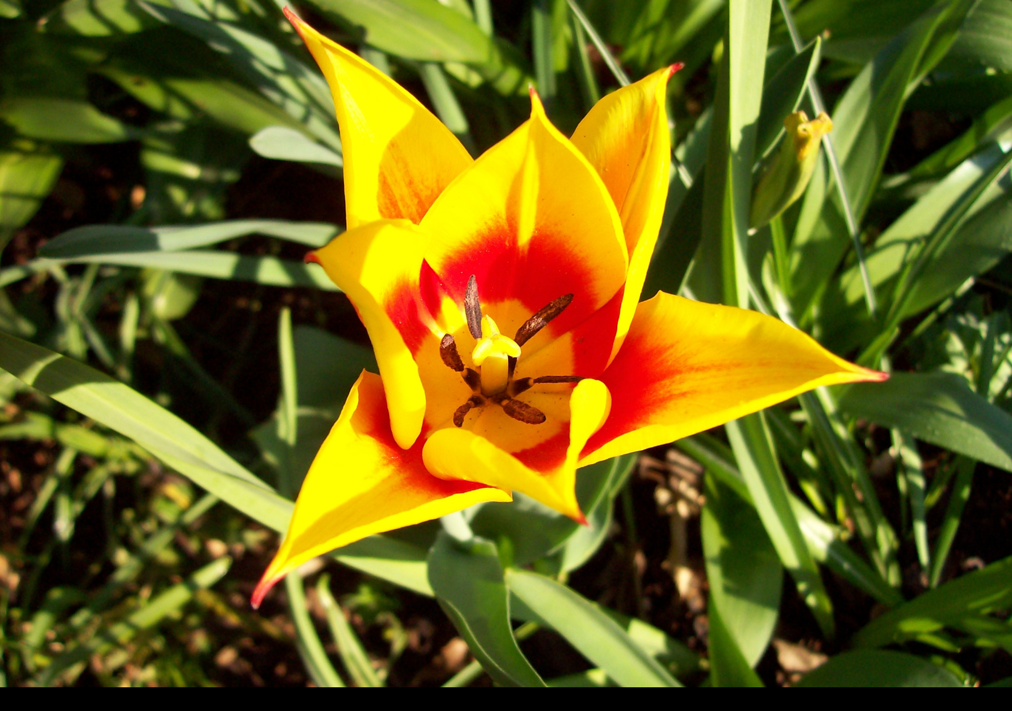 Tapeta stred_tulipanu