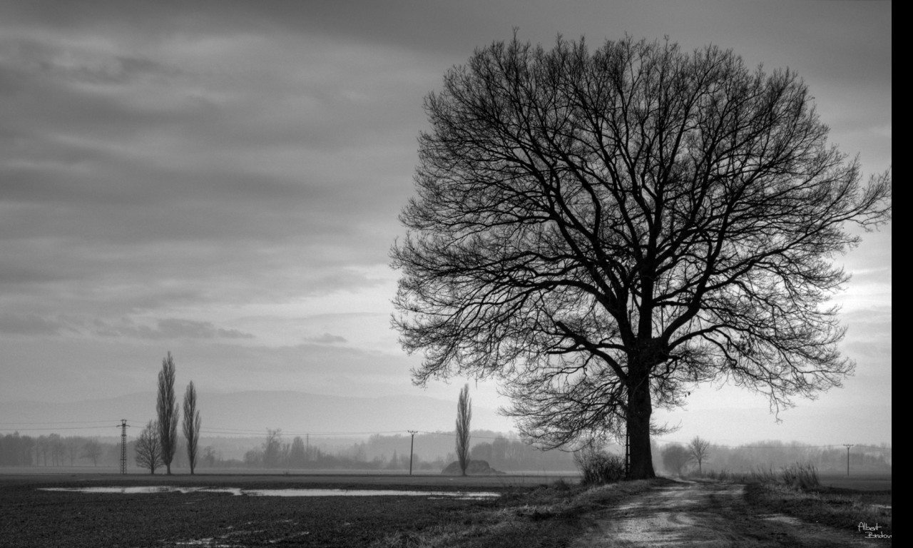 Tapeta strom_b_w