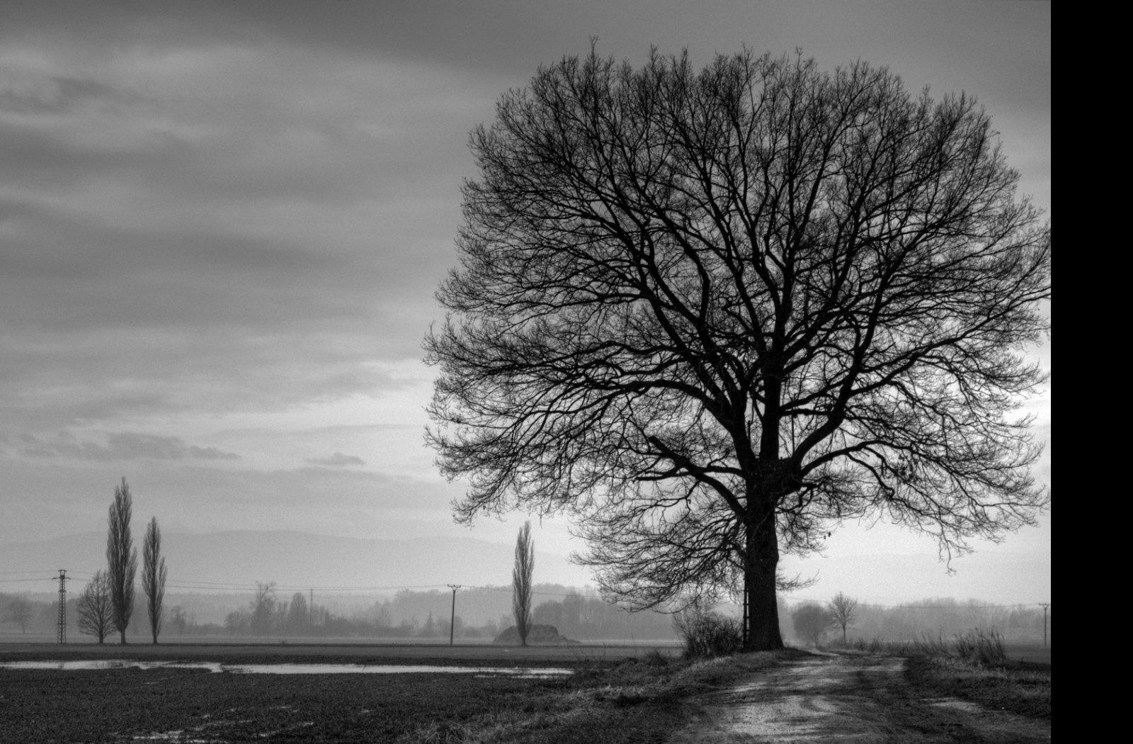 Tapeta strom_b_w