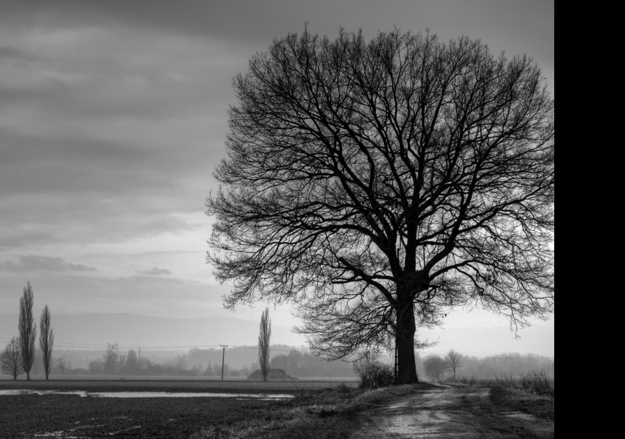 Tapeta strom_b_w
