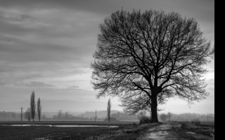 Tapeta strom_b_w