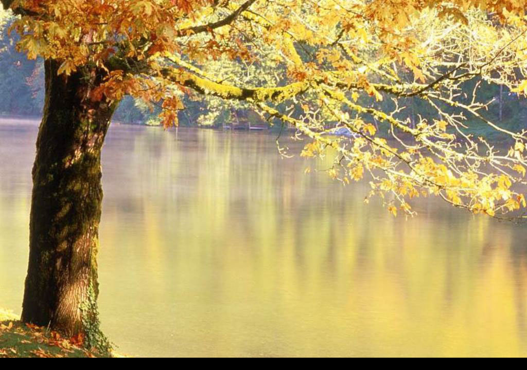 Tapeta strom_nad_jezerem