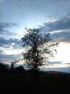 Tapeta: strom obklopen mraky