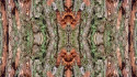 Tapeta Strom Symmetry Vector