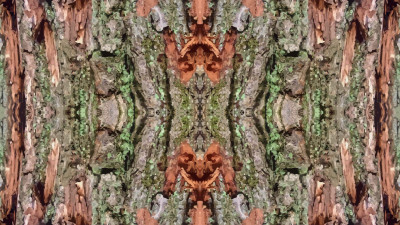 Tapeta: Strom Symmetry Vector