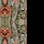 Tapeta strom_symmetry_vector